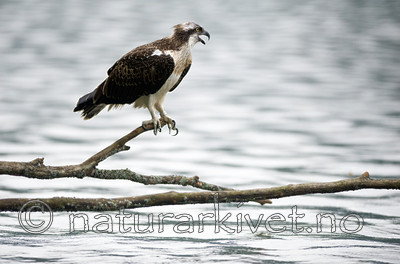 BB 12 0068 / Pandion haliaetus / Fiskeørn